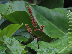 Odontonema cuspidatum