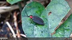 Pyrocoelia formosana