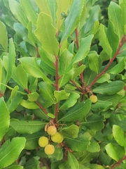 Arbutus unedo