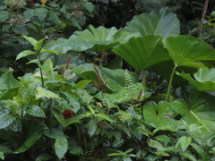 Odontonema cuspidatum