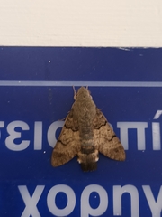 Macroglossum stellatarum