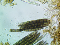 Geoglossum