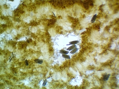 Geoglossum