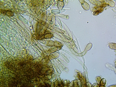 Geoglossum