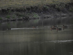 Anas platyrhynchos platyrhynchos