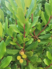 Arbutus unedo
