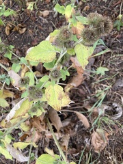 Arctium minus