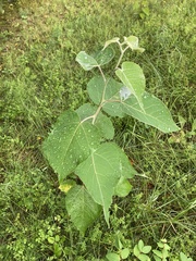 Populus tremuloides