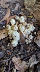 Coprinopsis strossmayeri