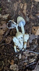 Coprinopsis strossmayeri