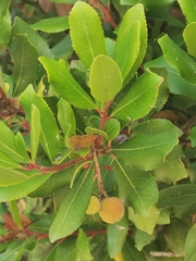 Arbutus unedo