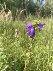 Campanula bononiensis