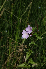 Epilobium algidum