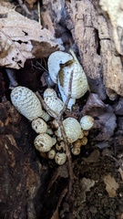 Coprinopsis strossmayeri