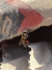 Apis mellifera scutellata