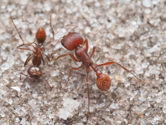 Pogonomyrmex badius