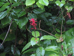 Odontonema cuspidatum