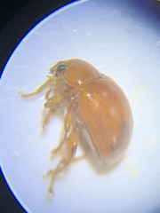 Sphaeroderma testaceum