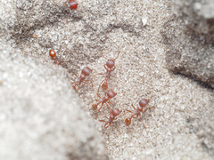 Pogonomyrmex badius