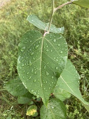 Populus tremuloides