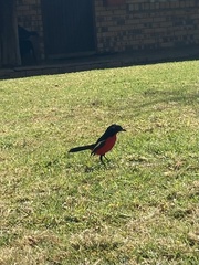 Laniarius atrococcineus