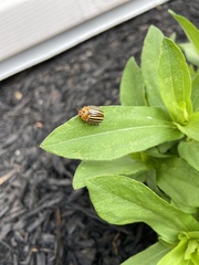 Leptinotarsa decemlineata