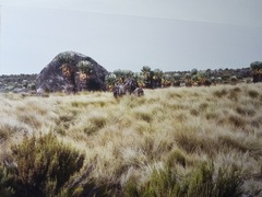 Dendrosenecio