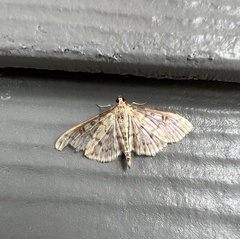 Herpetogramma bipunctalis