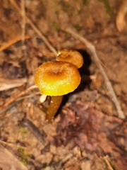 Hygrocyboideae