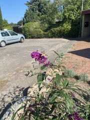 Macroglossum stellatarum