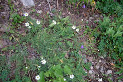 Cherleria circassica