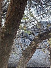 Corythaixoides concolor bechuanae