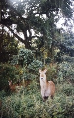 Kobus ellipsiprymnus