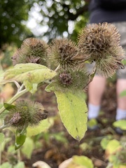 Arctium minus