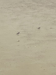 Charadrius semipalmatus