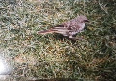 Histurgops ruficauda