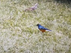 Lamprotornis superbus