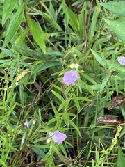 Agalinis tenuifolia