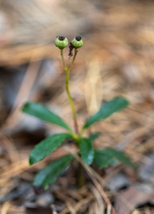 Chimaphila umbellata
