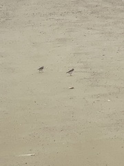 Charadrius semipalmatus