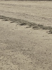 Charadrius semipalmatus