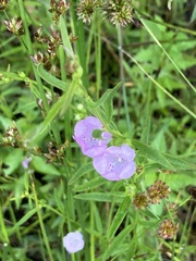 Agalinis tenuifolia