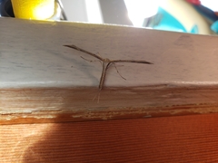 Emmelina monodactyla