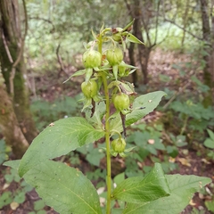Campanula latifolia
