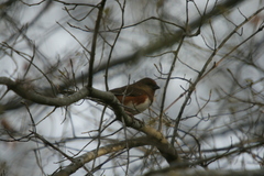 Pipilo erythrophthalmus