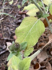 Arctium minus