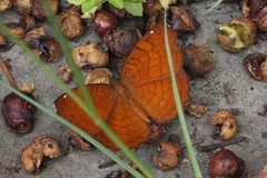 Ariadne ariadne