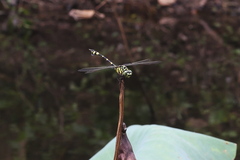 Ictinogomphus pertinax