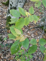 Carpinus orientalis
