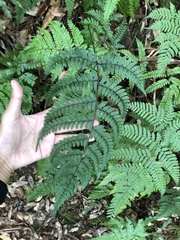 Athyrium arisanense